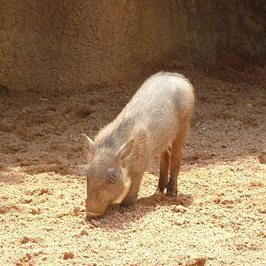 Warthog at Bioparc Valencia, 28/05/11