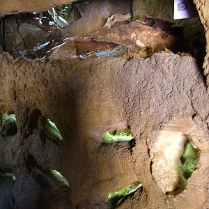 Rodent Exhibits at Bioparc Valencia, 28/05/11