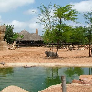 Second Savannah at Bioparc Valencia, 28/05/11