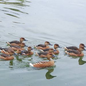 Fulvous Whistling Ducks at Bioparc Valencia, 28/05/11