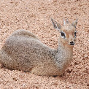 Kirk's Dik-Dik at Bioparc Valencia, 28/05/11