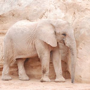African Bush Elephant at Bioparc Valencia, 28/05/11