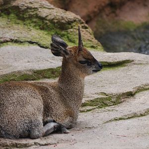 Ethiopian Klipspringer at Bioparc Valencia, 28/05/11