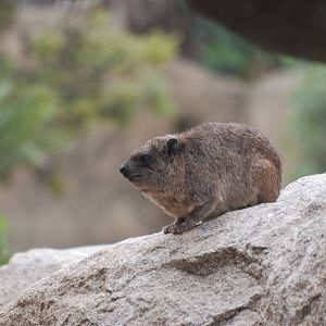 Cape Rock Hyrax at Bioparc Valencia, 28/05/11