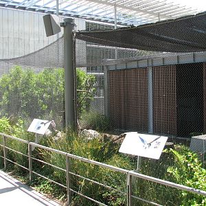 West Garden - Turkey Vulture, Swainsons Hawk, and Barn Owl Exhibit