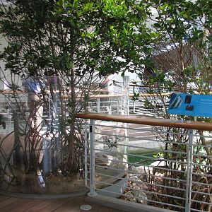 Red Mangrove Exhibit - Mudskipper and Fiddler Crab