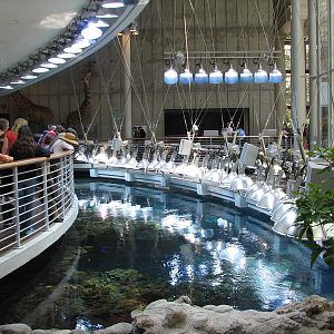 Surface of Philippine Coral Reef