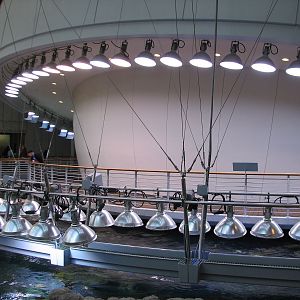 Surface of Philippine Coral Reef