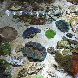 Surface View of Philippine Coral Reef - Giant Clams