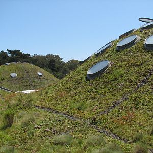 Living Roof Above Osher Rainforest and Morrison Planetarium