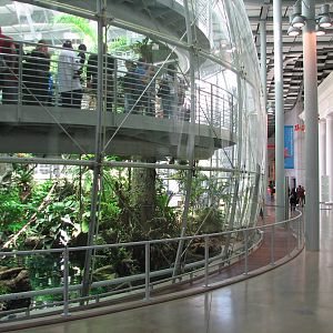 Osher Rainforest - Exterior