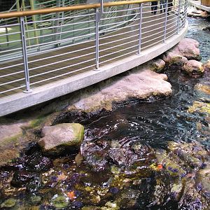Surface View of Northern California Coast Exhibit