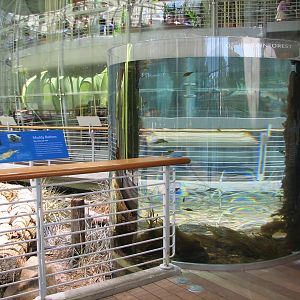 Muddy Bottom - Dwarf Surfperch and Tube-snout