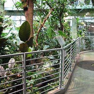 Osher Rainforest - Ground Level
