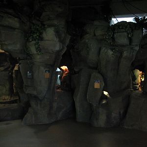 Osher Rainforest - Borneo Cave Exhibits