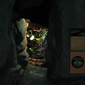 Osher Rainforest - Borneo Cave Exhibits - Red-tailed Green Rat Snake Exhibi