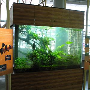 Osher Rainforest - Borneo Exhibits - Clown Loach, Pearl Gourami, and Harleq