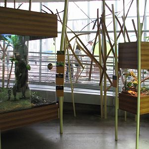 Osher Rainforest - Borneo Exhibits - Terrariums