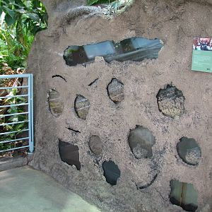 Osher Rainforest - Leafcutter Ant Exhibit