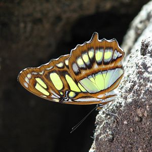 Osher Rainforest - Butterfly