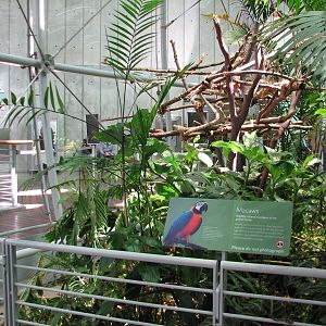 Osher Rainforest - Blue-and-Yellow Macaw Exhibit
