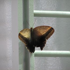 Osher Rainforest - Butterfly