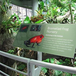 Osher Rainforest - Bromeliad Display