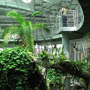 Osher Rainforest - Interior
