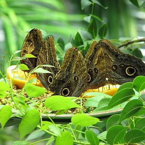 Osher Rainforest - Giant Owl