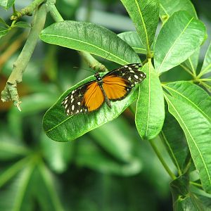 Osher Rainforest - Butterfly