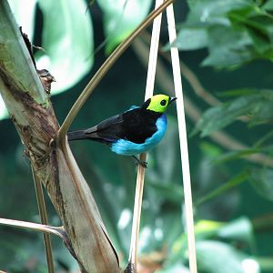 Osher Rainforest - Paradise Tanager