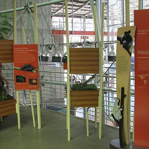 Osher Rainforest - Madagascar Exhibits - Terrariums