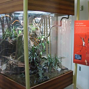 Osher Rainforest - Madagascar Exhibits - Orb Spider and Golden Mantella Exh