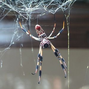 Osher Rainforest - Madagascar Exhibits - Orb Spider