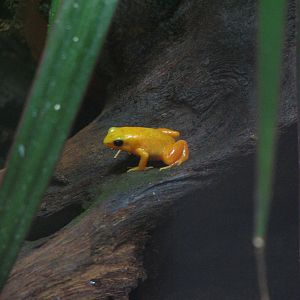 Osher Rainforest - Madagascar Exhibits - Golden Mantella