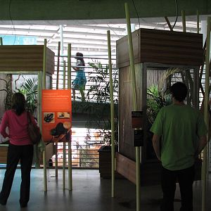Osher Rainforest - Madagascar Exhibits - Chameleon Terrariums
