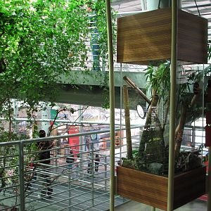 Osher Rainforest - Madagascar Exhibits - Klemmers Yellow-headed Day Gecko a