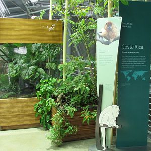 Osher Rainforest - Costa Rica Exhibits - Green Basilisk and Strawberry Pois
