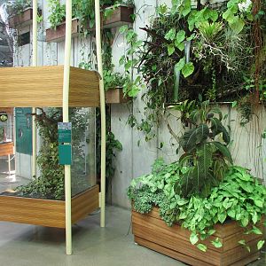 Osher Rainforest - Costa Rica Exhibits - Golden Silk Orbweaver Exhibit