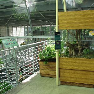 Osher Rainforest - Costa Rica Exhibits - Tiger Tree Snake and Red-eyed Tree
