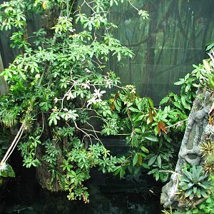 Osher Rainforest - Interior