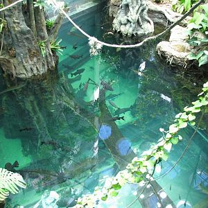 Osher Rainforest - Looking Down Into Amazon Flooded Forest Exhibit