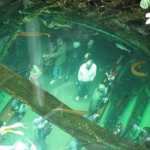 Osher Rainforest - Amazon Flooded Forest Exhibit