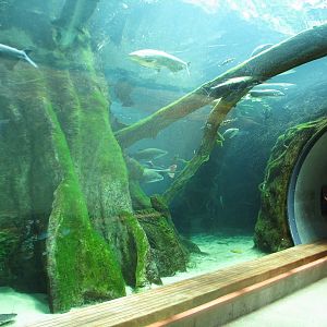 Amazon Flooded Forest - Main Tank Viewing Tunnel