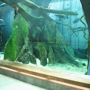 Amazon Flooded Forest - Main Tank Viewing Tunnel