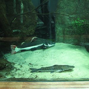 Amazon Flooded Forest - Main Tank - Tiger Shovel-nosed Catfish and Redtail