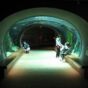 Amazon Flooded Forest - Main Tank Viewing Tunnel