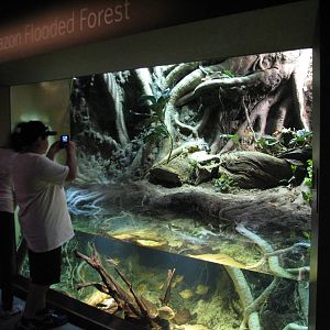 Amazon Flooded Forest - Green Iguana, Anaconda, Red Hook Silver Dollar, and