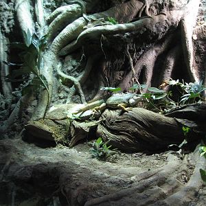 Amazon Flooded Forest - Green Iguana