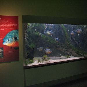 Amazon Flooded Forest - Red-bellied Piranha and Bucktooth Tetra Exhibit